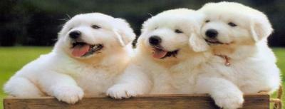 六、给狗狗洗澡的正确打开方式