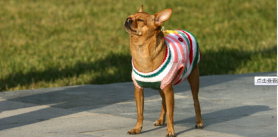 五、狗狗常见眼科疾病