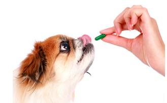 二、怎样喂狗吃药？