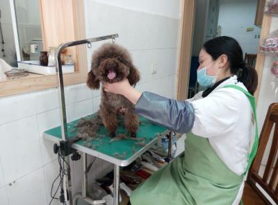 三、狗的毛发可以告诉你很多它的健康状况